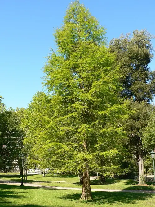 best the Fastest Growing Trees in Texas