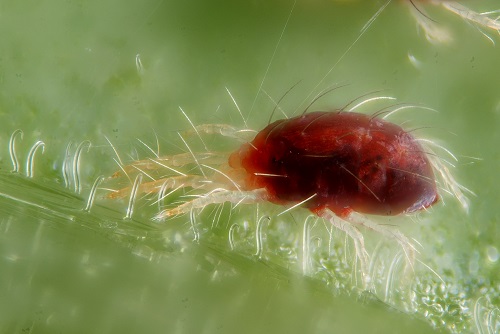 Little Black Bugs Resembling Poppy Seeds 