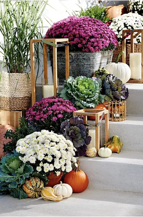 The Magic of Tier Planting with mums