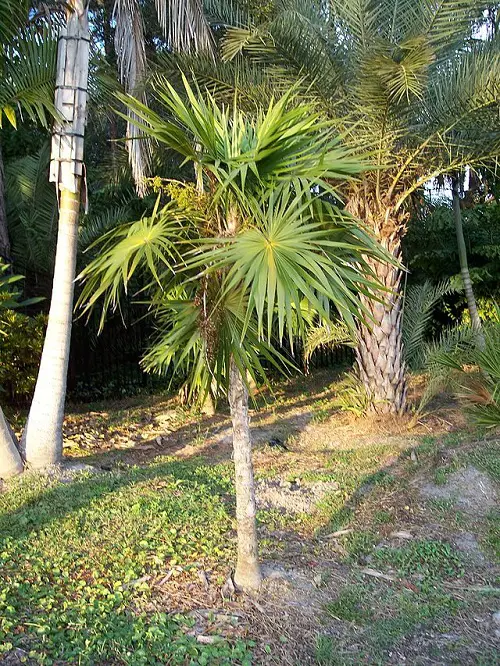 Types of Palm Trees in Florida
