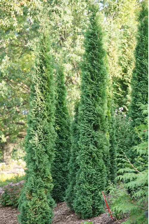 Best Tall Skinny Trees