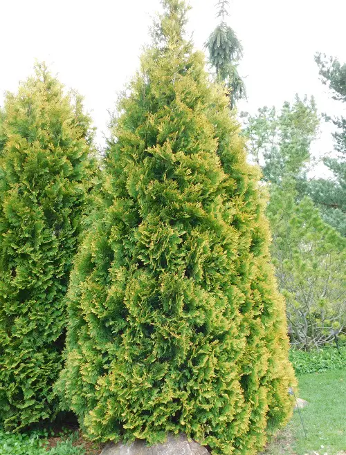 Amazing Tall Skinny Trees