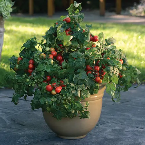 Is Tomato a Nightshade Vegetable