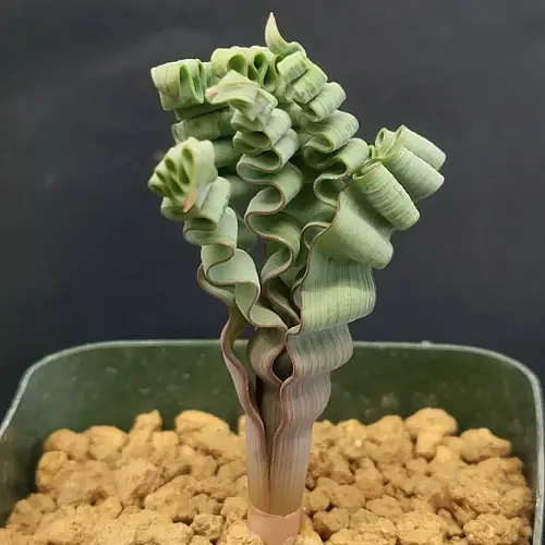 top The World's Most Pricey Succulents