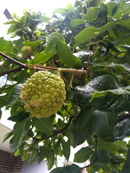 Amazing Pics of Green Fruits