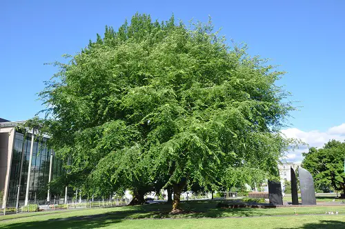 Amazing Fast Growing Trees in Texas 3