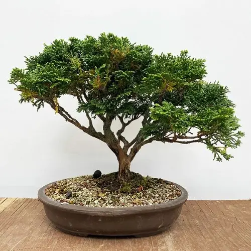 top Oldest Bonsai Trees in the World