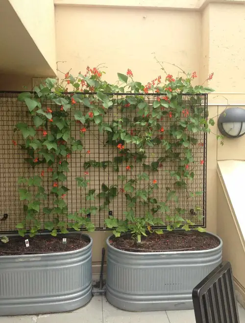 Indoor Pergola Cum Wall Trellis