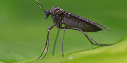 Tiny Black Bugs that Look Like Poppy Seeds 9