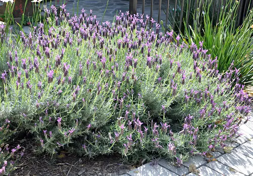 Varieties of Lavender