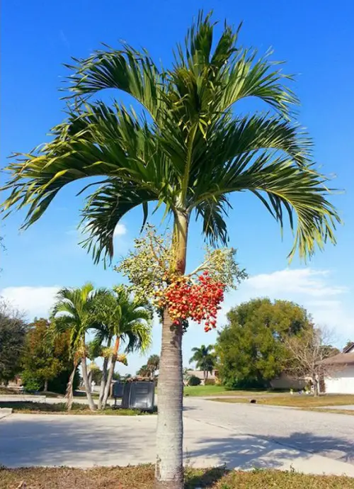 Types of Palm Trees in Florida in yard