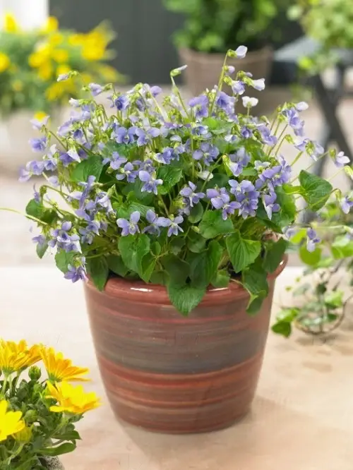 Blue Flower Names with Pictures
