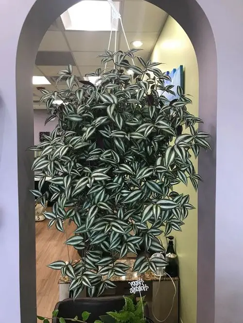 Ideas for Low Light Plant Decor