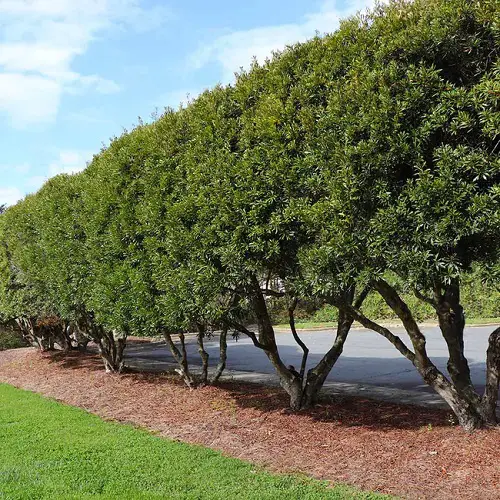 Best Plants for Privacy in Florida 17