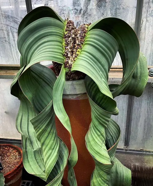 Expensive Succulents in the World