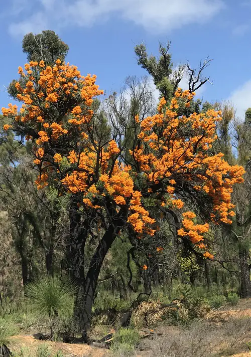Types of Flame Trees 