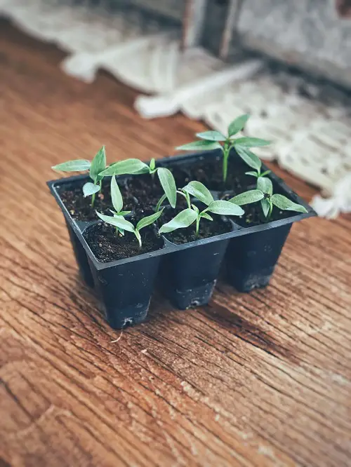 When to Start Pepper Seeds Indoors