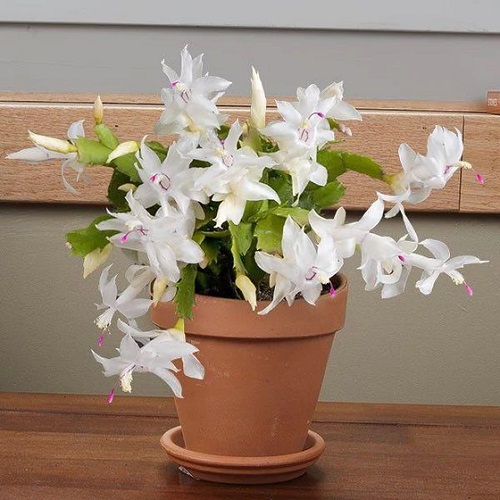 Best Indoor Plants With White Flowers 3