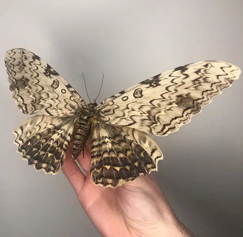 top Cute Moths that Are as Beautiful as Butterflies