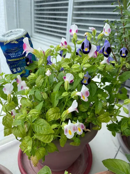 lovely Outdoor Indirect Sunlight Plants for Containers
