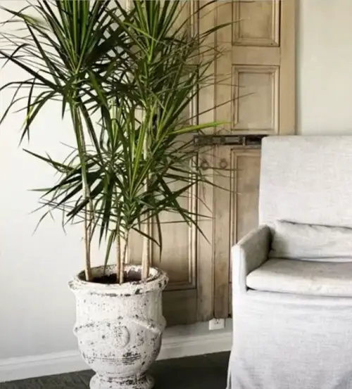 Yucca gift ideas