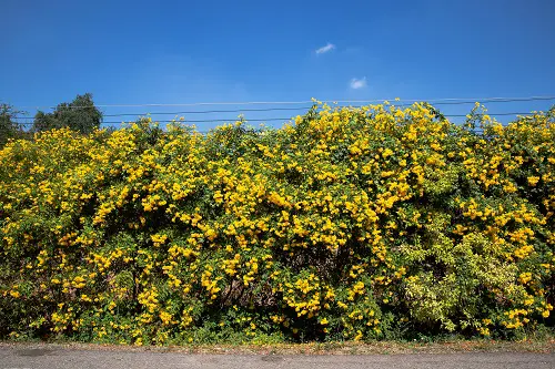 Low-Maintenance Hedge Plants 9