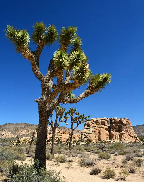 Best Tall Succulents