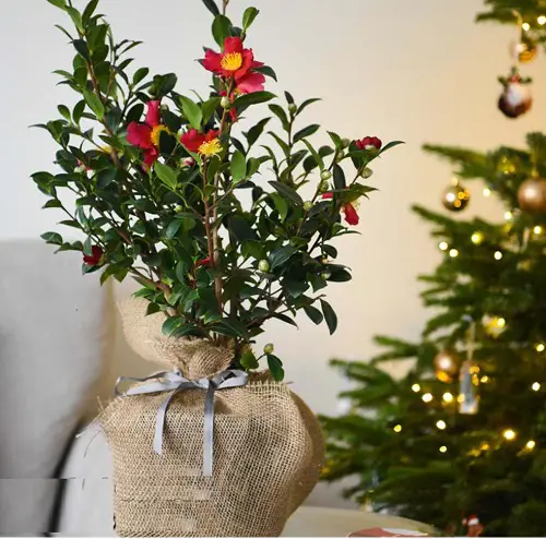 lovely Christmas tree substitutes that might be found in your house