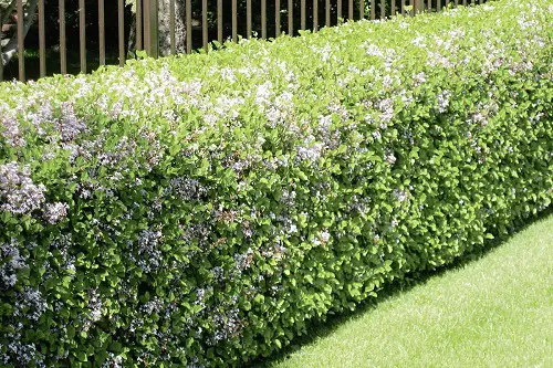 Best Low Maintenance Hedge Plants 1
