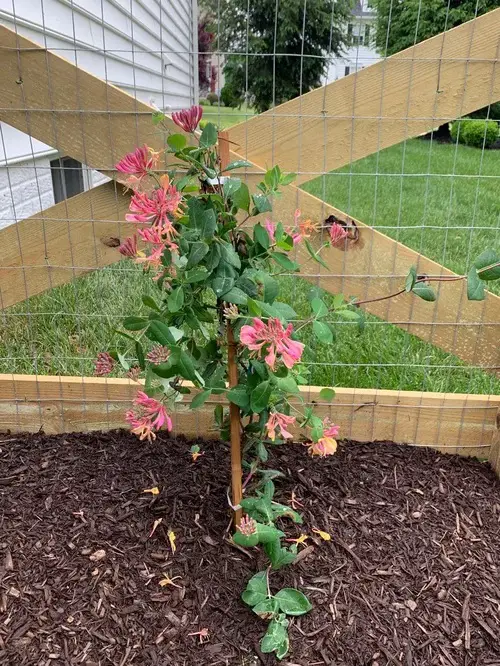 Different Types of Honeysuckle Varieties You Can Grow in garden