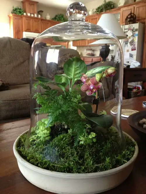Small Terrarium Plants 21