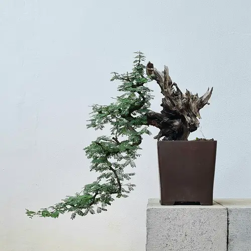 Acacia Bonsai trailing