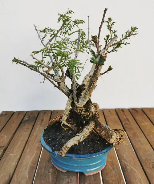 Acacia Bonsai Pictures