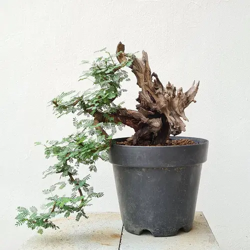 Acacia Bonsai with hard steam