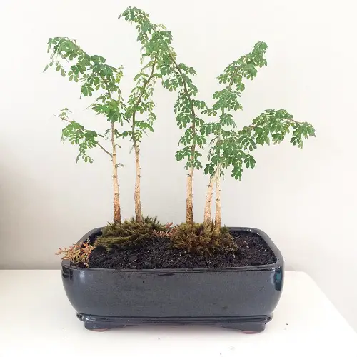 Acacia Bonsai group