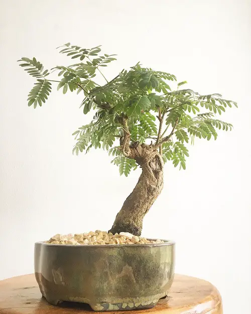 Acacia Bonsai with white pebbles