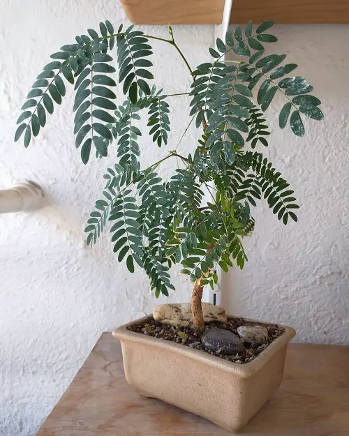 Deep Green Leaves of Bonsai