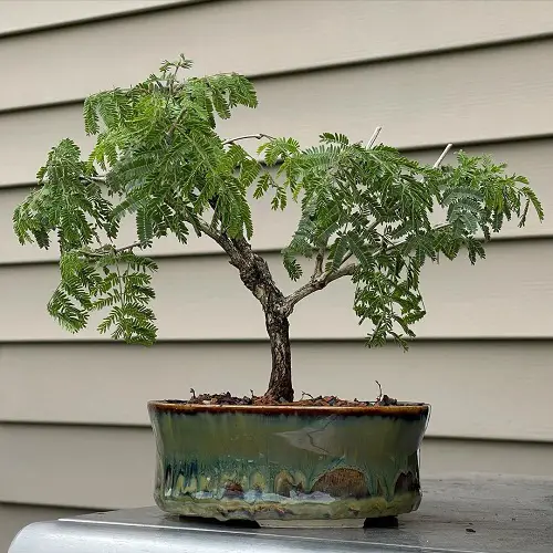 Acacia Bonsai wilting leaves