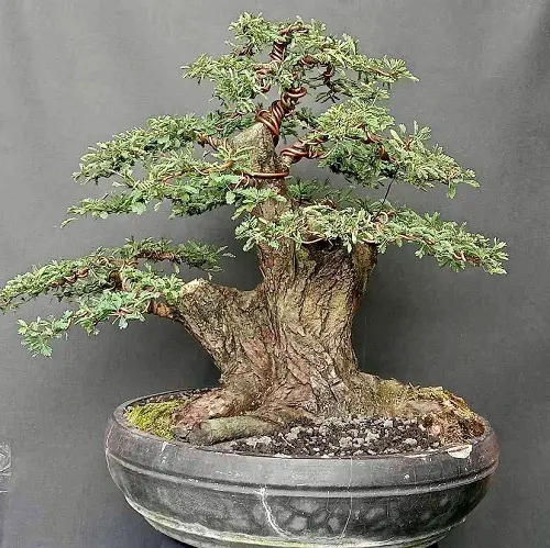 Acacia Bonsai with eintwind steam