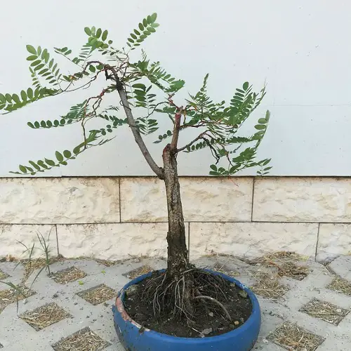 Acacia Bonsai with visible roots