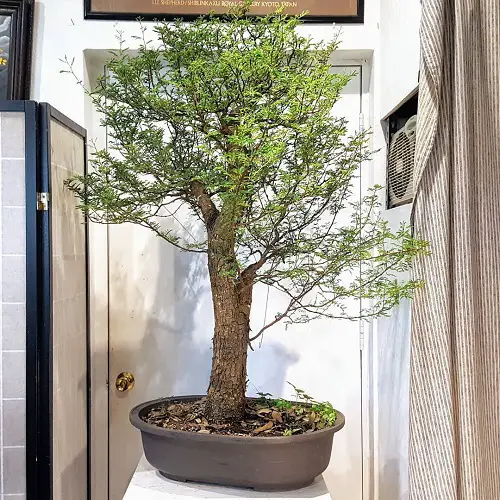 Acacia Bonsai indoor