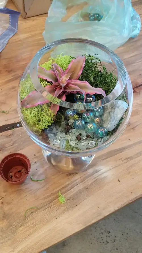 Small Terrarium Plants 45