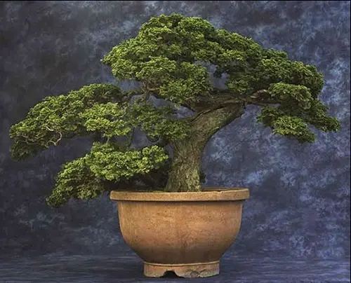 best Oldest Bonsai Trees in the World