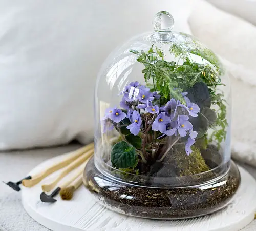 best lovely Indoor Terrarium Plants