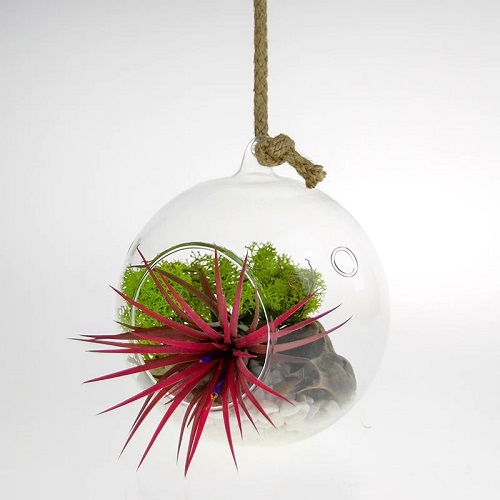 Red Air Plant in a Hanging Terrarium