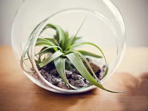 Air Plant in a Tilted Terrarium Design