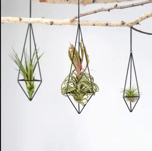 Hanging Air Plant Holders