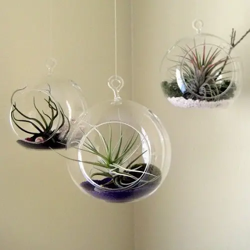 A Trio of Hanging Air Plant Terrariums