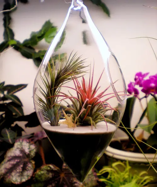 Two Air Plants in the Terrarium