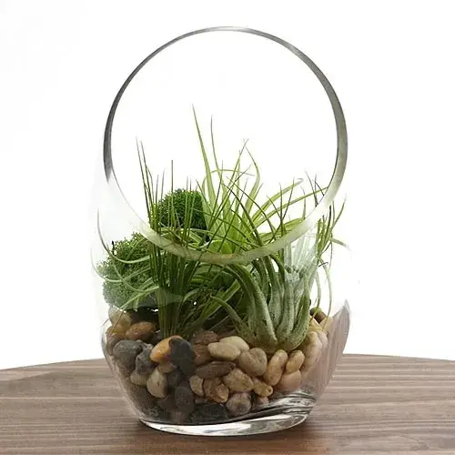 Air Plant with Moss and Stones